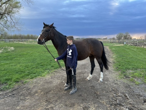 HorseID: 2277677 Rosie -imported Canadian mare - PhotoID: 1051341