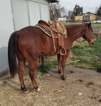 HorseID: 2277681 Not One Red Penny - PhotoID: 1051342