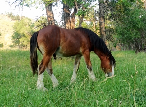 Oss The Iconic Crown Prince, Bay Drum Horse Colt, Beautiful Bay Drum ...