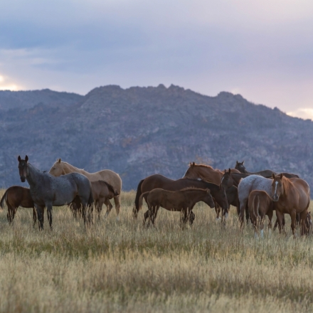 HorseID: 2277693 Thunder Branch Recipient Mares - PhotoID: 1051402