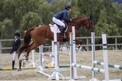 HorseID: 2277699 Gracie’s Girl - PhotoID: 1051411