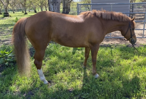 HorseID: 2277728 Golden June - PhotoID: 1051442