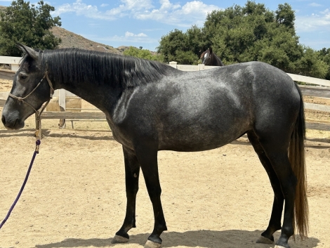 HorseID: 2277736 Orquidea Azul - PhotoID: 1051451