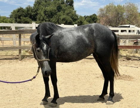 HorseID: 2277736 Orquidea Azul - PhotoID: 1051453