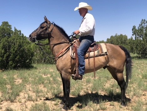 Chaco, Dun Grade Quarter Horse Gelding, Striking Dun Gelding in New ...