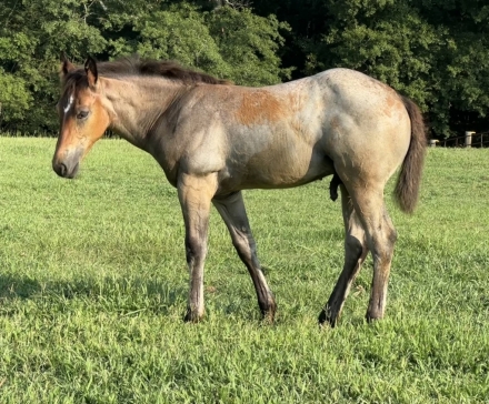 HorseID: 2277781 AQHA Pending - PhotoID: 1051495