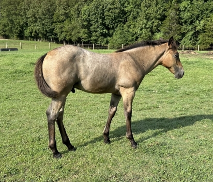 HorseID: 2277781 AQHA Pending - PhotoID: 1051496