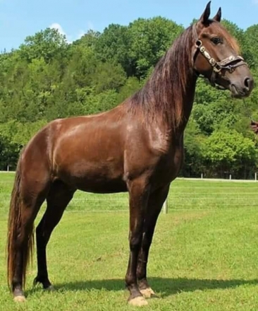 HorseID: 2277788 MCF CD's Thunder - PhotoID: 1051694