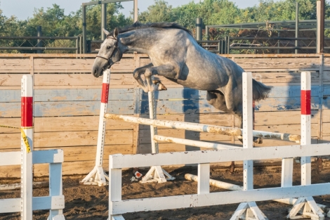 HorseID: 2277793 Wurlitzer Prize - PhotoID: 1051514