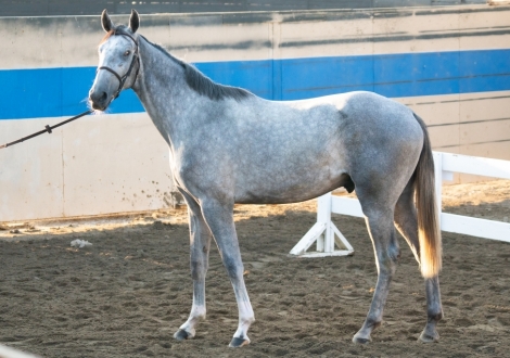 HorseID: 2277793 Wurlitzer Prize - PhotoID: 1051517