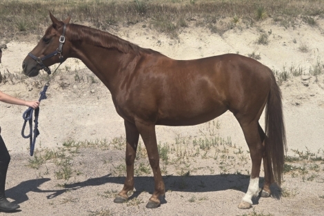 HorseID: 2277809 Cadence WF - PhotoID: 1051531