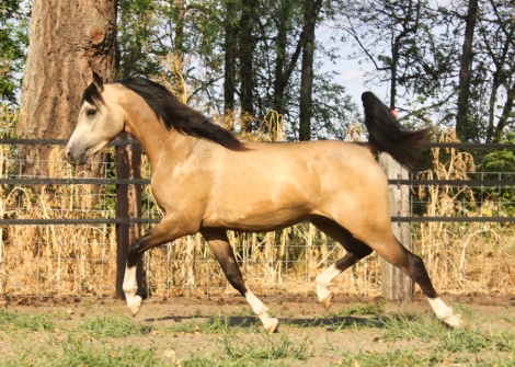 HorseID: 2277827 Wynsom Desert King - PhotoID: 1051558