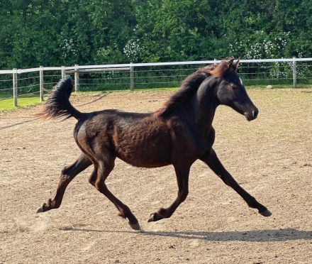 HorseID: 2277849 Starberry Sigil Of Salem - PhotoID: 1051581