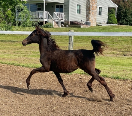 HorseID: 2277849 Starberry Sigil Of Salem - PhotoID: 1051582