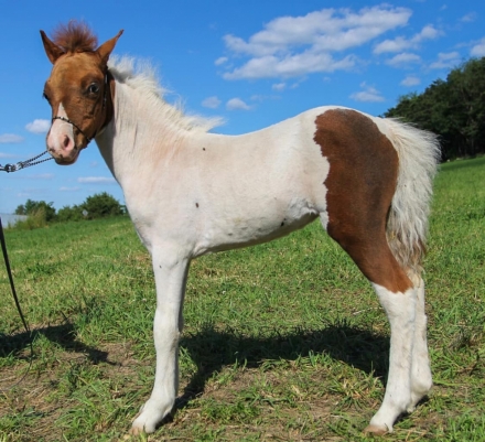 HorseID: 2277854 Ginger - PhotoID: 1051588