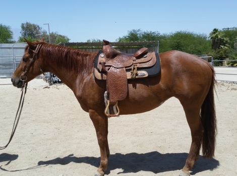 HorseID: 2277859 Dakotas Red Bobos - PhotoID: 1051991