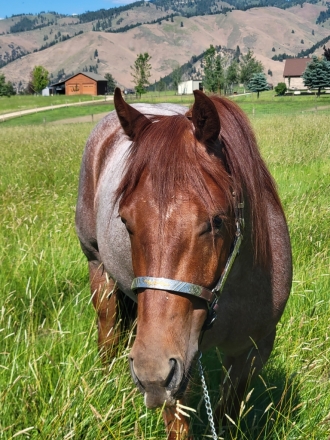 HorseID: 2277875 Yellowstone Thats Y - PhotoID: 1051614