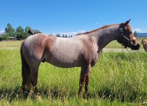 HorseID: 2277875 Yellowstone Thats Y - PhotoID: 1051615