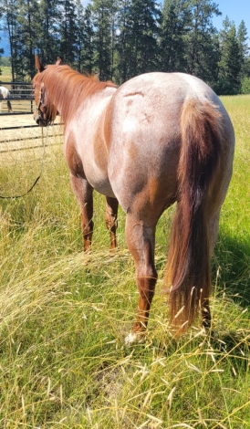 HorseID: 2277875 Yellowstone Thats Y - PhotoID: 1051616