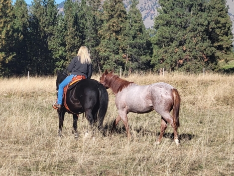 HorseID: 2277875 Yellowstone Thats Y - PhotoID: 1051617