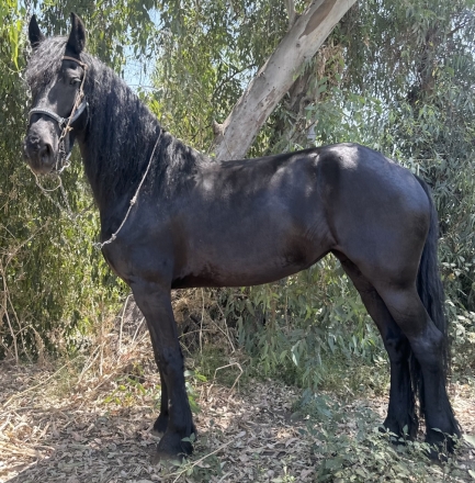 HorseID: 2277900 Kalypso Friesian Mare - PhotoID: 1051649