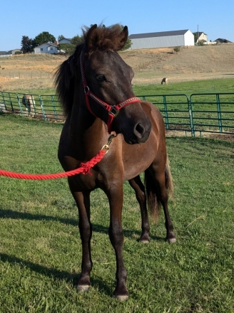 HorseID: 2277909 Hrafn from Gaited Acres - PhotoID: 1051668