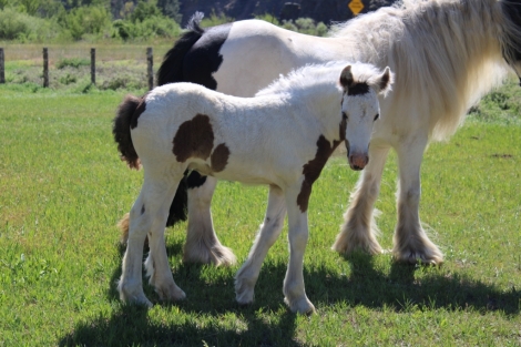 HorseID: 2277916 Renaissance’s Chase The Rainbow - PhotoID: 1051917