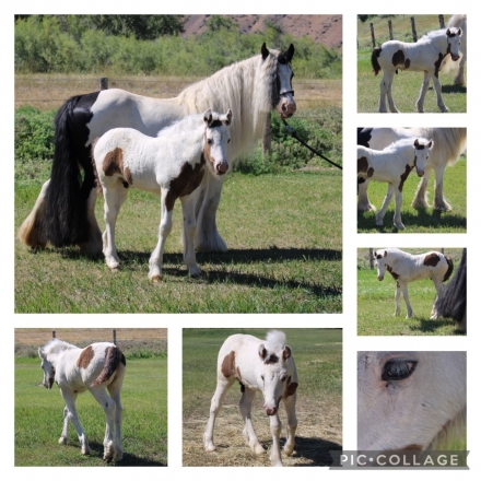 HorseID: 2277916 Renaissance’s Chase The Rainbow - PhotoID: 1051918