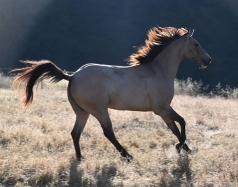 HorseID: 2277952 Little Snowbuck - PhotoID: 1051735