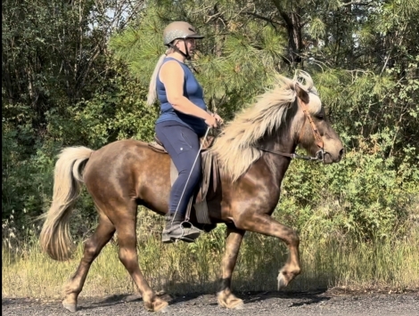 HorseID: 2277963 Rokkur from Gaited Acres - PhotoID: 1052148