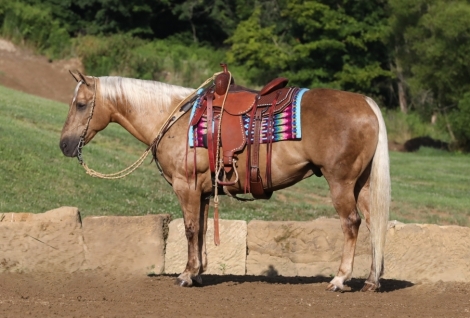 HorseID: 2277994 Cowboy - PhotoID: 1051795