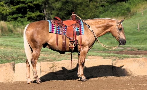 HorseID: 2277994 Cowboy - PhotoID: 1051798