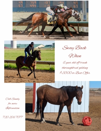 HorseID: 2278005 Sway Back When - PhotoID: 1051807