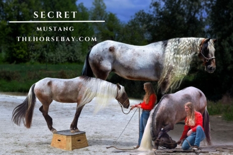 HorseID: 2278008 Secret - PhotoID: 1051811