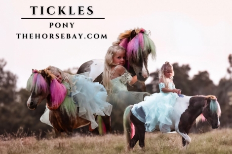 HorseID: 2278009 Tickles - PhotoID: 1051815