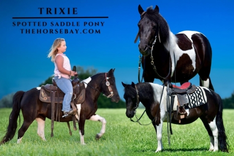 HorseID: 2278010 Trixie - PhotoID: 1051819