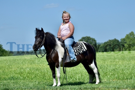 HorseID: 2278010 Trixie - PhotoID: 1051820