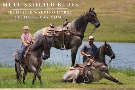 HorseID: 2278012 Mule Skinner Blues - PhotoID: 1051824