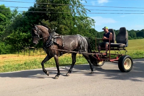 HorseID: 2278012 Mule Skinner Blues - PhotoID: 1051826