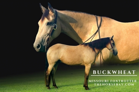 HorseID: 2278013 Buckwheat - PhotoID: 1051828