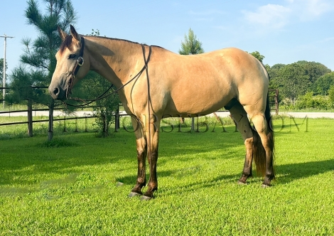 HorseID: 2278013 Buckwheat - PhotoID: 1051829