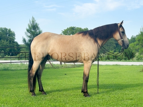 HorseID: 2278013 Buckwheat - PhotoID: 1051830