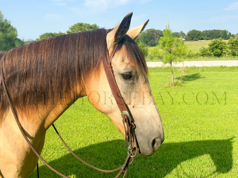 HorseID: 2278013 Buckwheat - PhotoID: 1051831