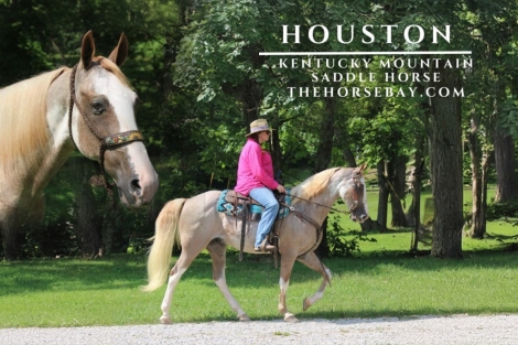 HorseID: 2278016 Houston - PhotoID: 1051832