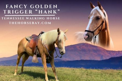 HorseID: 2278017 Fancy Golden Trigger - PhotoID: 1051836