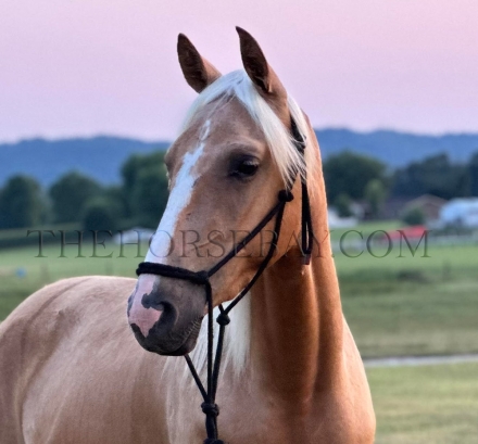 HorseID: 2278017 Fancy Golden Trigger - PhotoID: 1051837