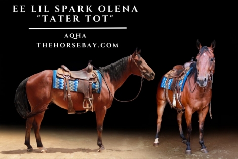 HorseID: 2278035 EE Lil Spark Olena - PhotoID: 1051852