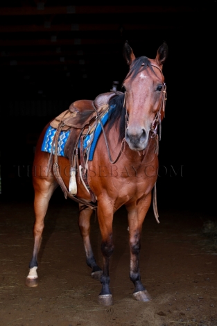 HorseID: 2278035 EE Lil Spark Olena - PhotoID: 1051855