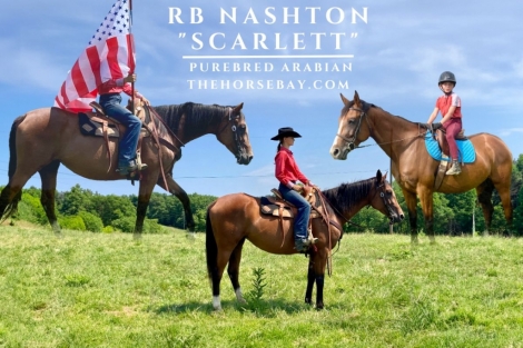 HorseID: 2278037 RB Nashton - PhotoID: 1051856