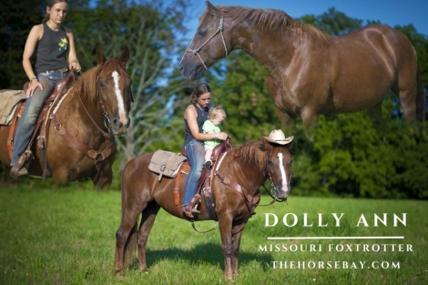 HorseID: 2278042 Dolly Ann - PhotoID: 1051874